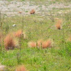 Nassella trichotoma at Kowen, ACT - 29 Oct 2021