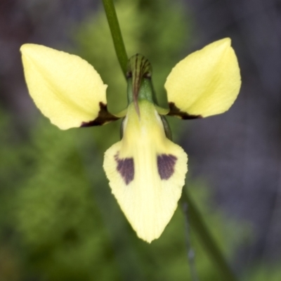 Diuris sulphurea (Tiger Orchid) at Molonglo Valley, ACT - 20 Oct 2021 by AlisonMilton