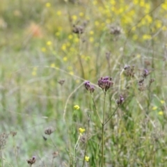 Verbena incompta (Purpletop) at Kowen, ACT - 29 Oct 2021 by natureguy