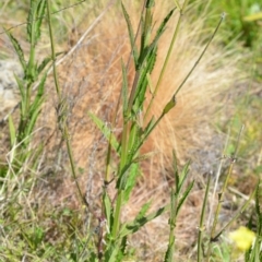 Verbena incompta at Kowen, ACT - 29 Oct 2021