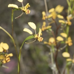 Diuris nigromontana at Molonglo Valley, ACT - 21 Oct 2021