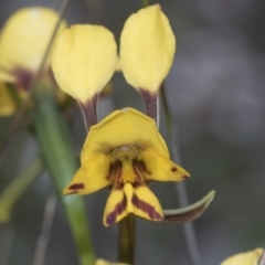 Diuris nigromontana at Molonglo Valley, ACT - 21 Oct 2021