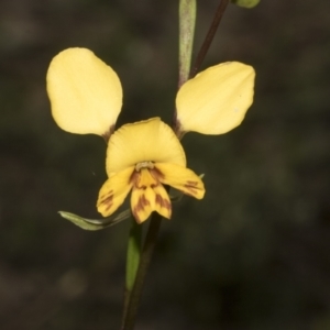 Diuris nigromontana at Molonglo Valley, ACT - 21 Oct 2021