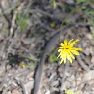 Microseris walteri at Kowen, ACT - 29 Oct 2021