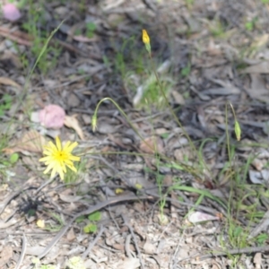 Microseris walteri at Kowen, ACT - 29 Oct 2021