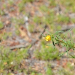 Xerochrysum viscosum (Sticky Everlasting) at Kowen, ACT - 29 Oct 2021 by natureguy