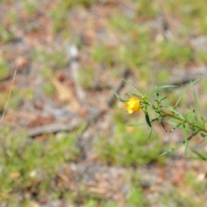 Xerochrysum viscosum at Kowen, ACT - 29 Oct 2021 01:54 PM