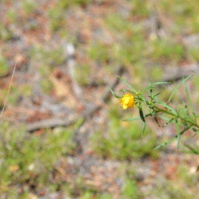 Xerochrysum viscosum (Sticky Everlasting) at Kowen, ACT - 29 Oct 2021 by natureguy