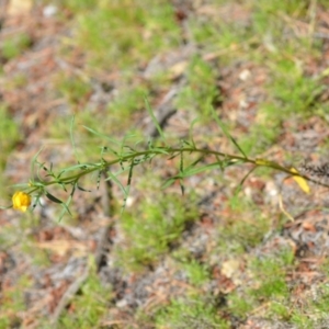 Xerochrysum viscosum at Kowen, ACT - 29 Oct 2021