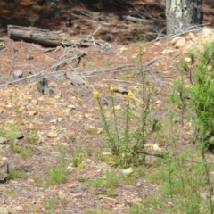 Xerochrysum viscosum at Kowen, ACT - 29 Oct 2021