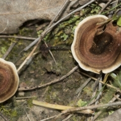 Unverified Cap on a stem; gills below cap [mushrooms or mushroom-like] at Molonglo Valley, ACT - 21 Oct 2021 by AlisonMilton