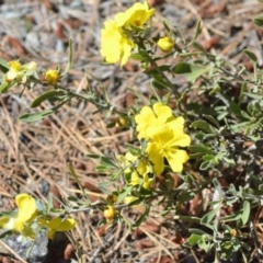 Hibbertia obtusifolia (Grey Guinea-flower) at Kowen, ACT - 29 Oct 2021 by natureguy