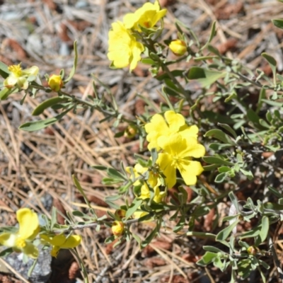 Hibbertia obtusifolia (Grey Guinea-flower) at Kowen, ACT - 29 Oct 2021 by natureguy