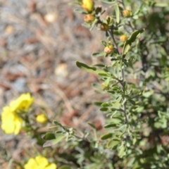Hibbertia obtusifolia at Kowen, ACT - 29 Oct 2021
