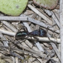 Rhytidoponera metallica (Greenhead ant) at Molonglo Valley, ACT - 21 Oct 2021 by AlisonMilton