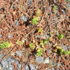 Lysimachia arvensis (Scarlet Pimpernel) at Kowen, ACT - 29 Oct 2021 by natureguy