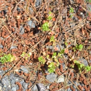 Lysimachia arvensis at Kowen, ACT - 29 Oct 2021