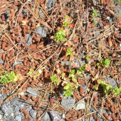 Lysimachia arvensis (Scarlet Pimpernel) at Kowen, ACT - 29 Oct 2021 by natureguy