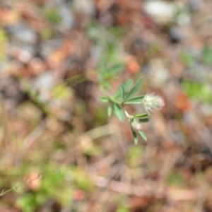 Trifolium arvense var. arvense at Kowen, ACT - 29 Oct 2021