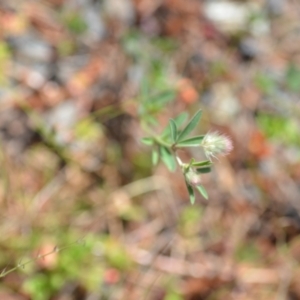 Trifolium arvense var. arvense at Kowen, ACT - 29 Oct 2021 01:55 PM