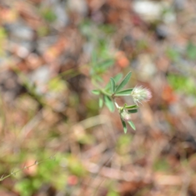 Trifolium arvense var. arvense (Haresfoot Clover) at Kowen, ACT - 29 Oct 2021 by natureguy