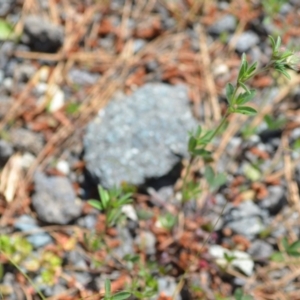 Trifolium arvense var. arvense at Kowen, ACT - 29 Oct 2021