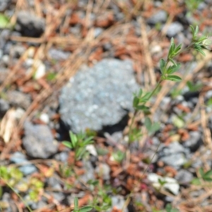 Trifolium arvense var. arvense at Kowen, ACT - 29 Oct 2021 01:55 PM