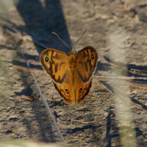 Heteronympha merope at Jerrabomberra, ACT - 22 Dec 2021 07:19 PM