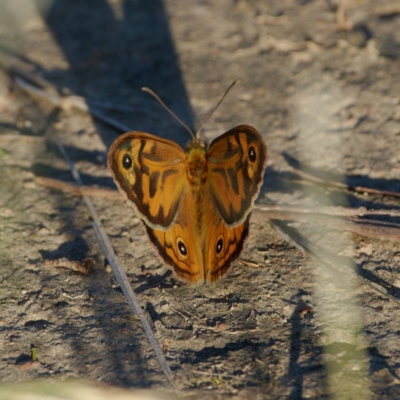 Heteronympha merope (Common Brown Butterfly) at Callum Brae - 22 Dec 2021 by regeraghty