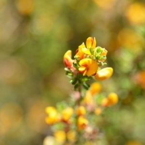 Pultenaea microphylla at Kowen, ACT - 29 Oct 2021 01:56 PM