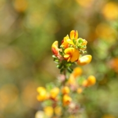 Pultenaea microphylla (Egg and Bacon Pea) at Kowen, ACT - 29 Oct 2021 by natureguy