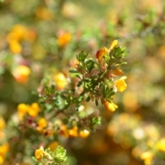 Pultenaea microphylla at Kowen, ACT - 29 Oct 2021