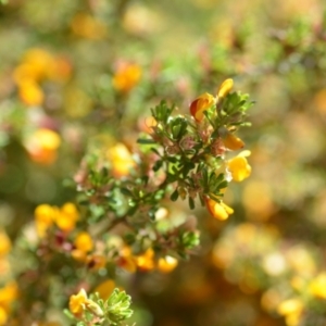 Pultenaea microphylla at Kowen, ACT - 29 Oct 2021 01:56 PM