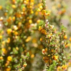 Pultenaea microphylla at Kowen, ACT - 29 Oct 2021