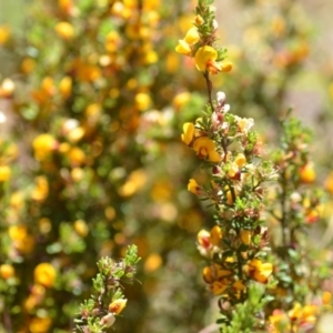 Pultenaea microphylla at Kowen, ACT - 29 Oct 2021 01:56 PM