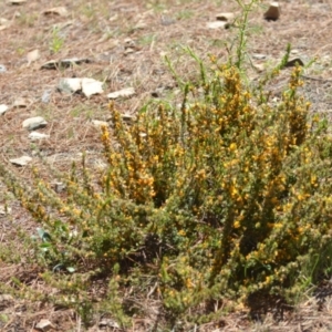 Pultenaea microphylla at Kowen, ACT - 29 Oct 2021