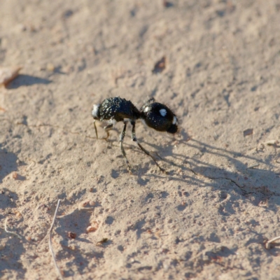 Bothriomutilla rugicollis (Mutillid wasp or velvet ant) at Callum Brae - 22 Dec 2021 by regeraghty