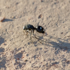 Bothriomutilla rugicollis (Mutillid wasp or velvet ant) at Jerrabomberra, ACT - 22 Dec 2021 by regeraghty