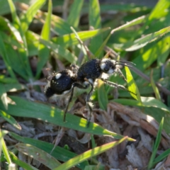 Bothriomutilla rugicollis at Callum Brae - 22 Dec 2021 06:47 PM