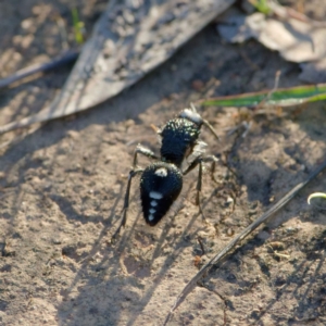 Bothriomutilla rugicollis at Callum Brae - 22 Dec 2021 06:47 PM