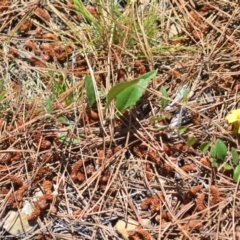 Goodenia hederacea subsp. hederacea (Ivy Goodenia, Forest Goodenia) at Kowen, ACT - 29 Oct 2021 by natureguy