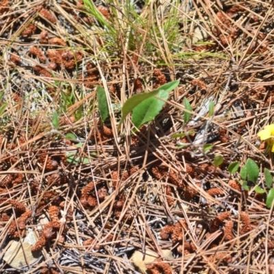 Goodenia hederacea subsp. hederacea (Ivy Goodenia, Forest Goodenia) at Kowen, ACT - 29 Oct 2021 by natureguy