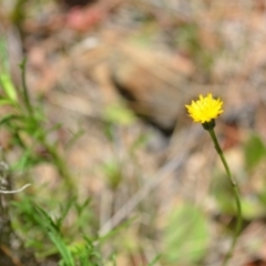 Hypochaeris glabra (Smooth Catsear) at Kowen, ACT - 29 Oct 2021 by natureguy