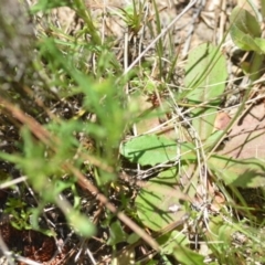 Hypochaeris glabra at Kowen, ACT - 29 Oct 2021