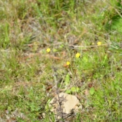 Hypochaeris glabra at Kowen, ACT - 29 Oct 2021