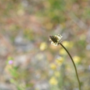 Plantago lanceolata at Kowen, ACT - 29 Oct 2021