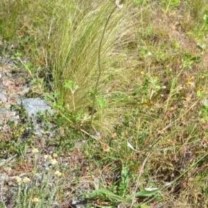 Plantago lanceolata at Kowen, ACT - 29 Oct 2021