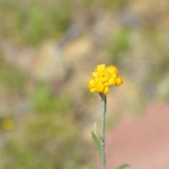 Chrysocephalum apiculatum (Common Everlasting) at Kowen, ACT - 29 Oct 2021 by natureguy