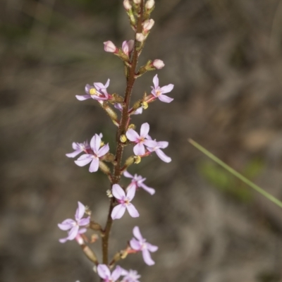 Stylidium sp. (Trigger Plant) at Molonglo Valley, ACT - 21 Oct 2021 by AlisonMilton