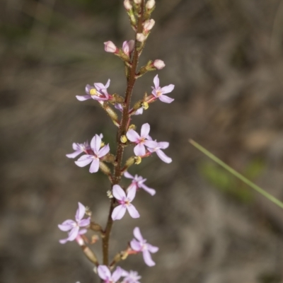 Stylidium sp. (Trigger Plant) at Molonglo Valley, ACT - 20 Oct 2021 by AlisonMilton